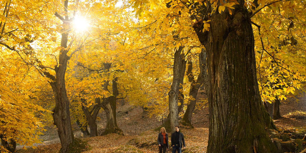 Autumn in Trentino: deer love songs and fascinating hikes #3
