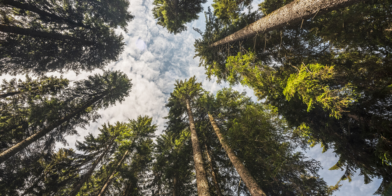 VAL DI FIEMME, THE LAND OF WELLNESS #1