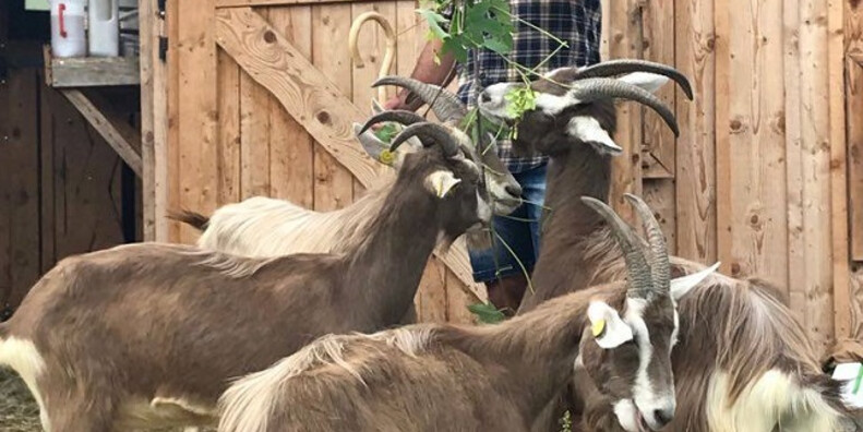 Andrea Incani, the Shepherd-Philosopher #2