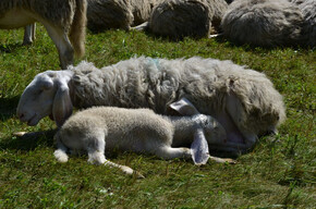 Vanoi, in viaggio verso l'Alpeggio