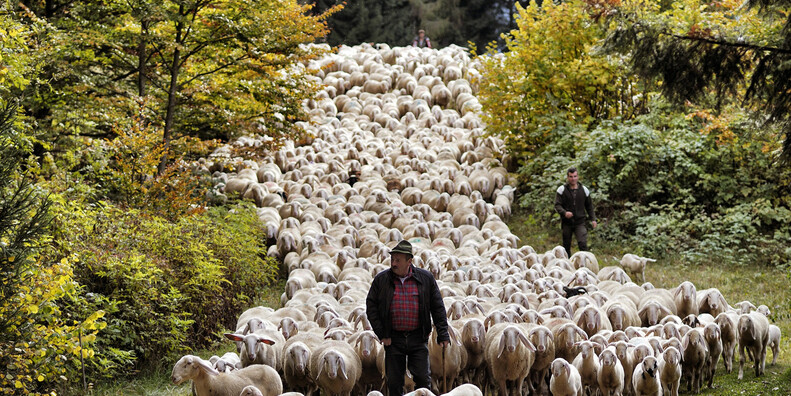 "Verso l’Alpeggio", sulle tracce della vita dei pastori #1