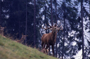 Autunno in Trentino, lo spettacolo dei rituali dei cervi