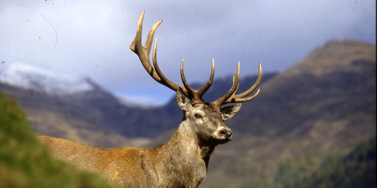 Nei Parchi lo spettacolo del rito dei "bramiti" #3