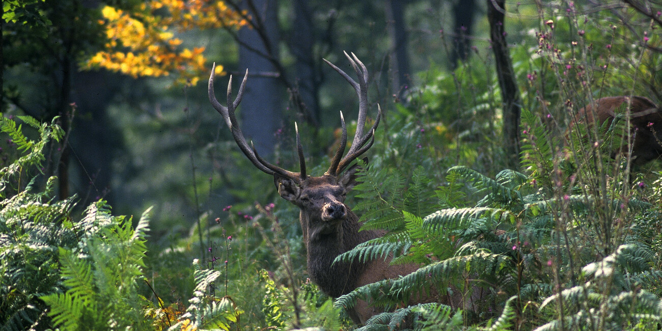 Nei Parchi lo spettacolo del rito dei "bramiti" #2