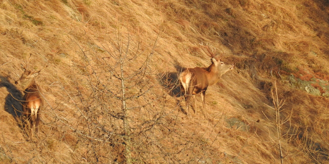 Nei Parchi lo spettacolo del rito dei "bramiti" #1