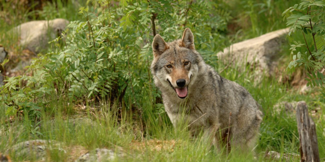 NEI BOSCHI DEL TRENTINO ANCHE LUPO E LINCE #1