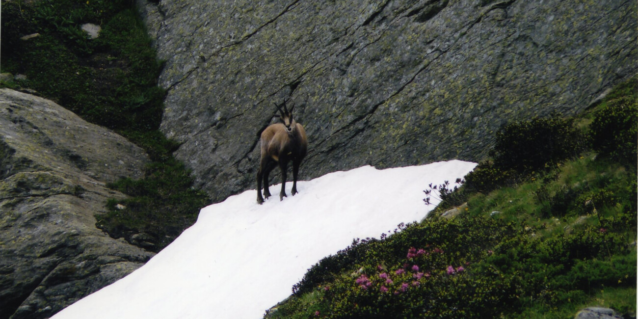 NELL’ARCA DELLA BIODIVERSITÀ #1