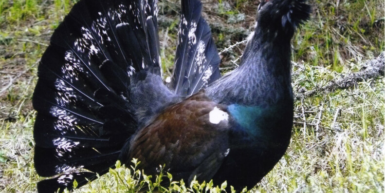 LA SFIDA PER UNA CACCIA “PIU’ ETICA” #1