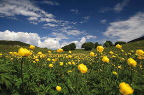 Le fioriture, un affresco  firmato  "biodiversità"