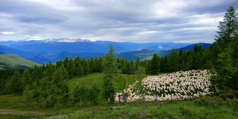 "Melaverde" in Trentino, puntata sulla pastorizia #3