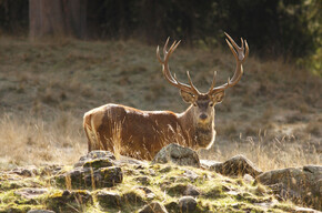 Könige der Wälder zur goldenen Jahreszeit