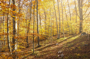 GODOWY RYK JELENI ORAZ BARWNE KORONY DRZEW - OTO PRAWDZIWE JESIENNE WIDOWISKO