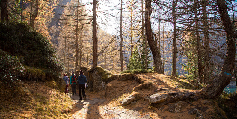 GODOWY RYK JELENI ORAZ BARWNE KORONY DRZEW - OTO PRAWDZIWE JESIENNE WIDOWISKO #3