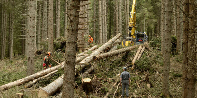 UN PATTO PER RICOSTRUIRE LE FORESTE TRENTINE #2