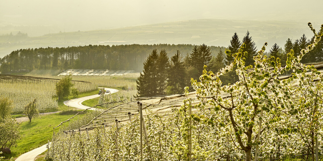 A PASSO LENTO LUNGO I “CAMMINI” TRENTINI #6