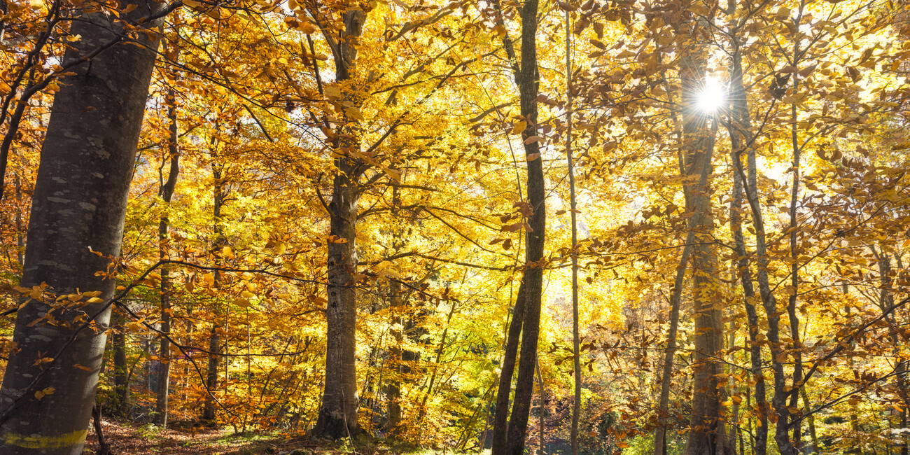 TAKE A WALK AMONG THE MAGICAL COLOURS OF NATURE #3