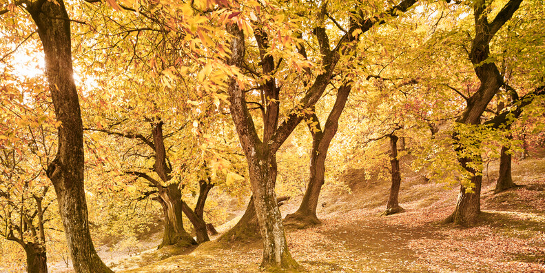 Die Farben der Laubbäume auf Herbstspaziergängen im Trentino erleben #1