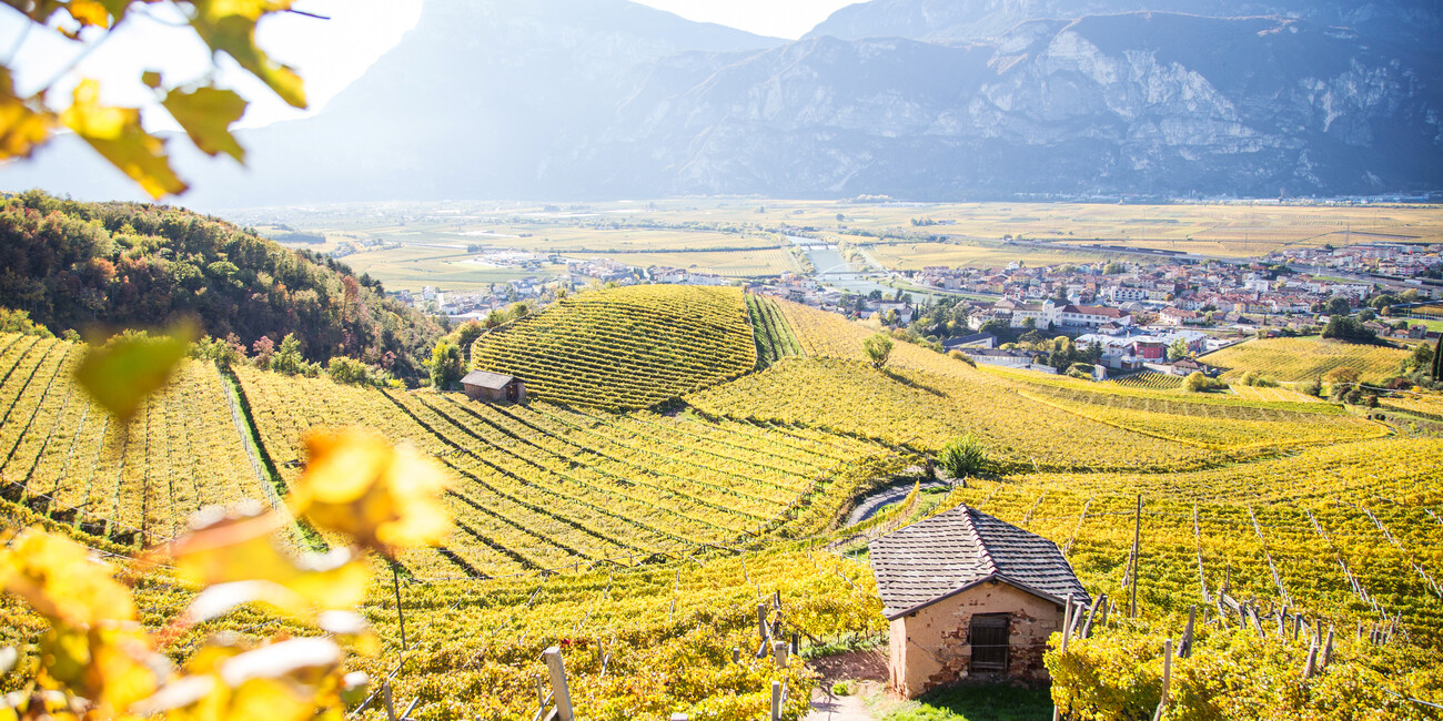 Übernachten im Weinkeller mit Blick auf den Weinberg #3