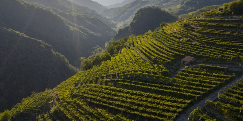 Bijzondere overnachtingen op wijngaarden in Trentino #4