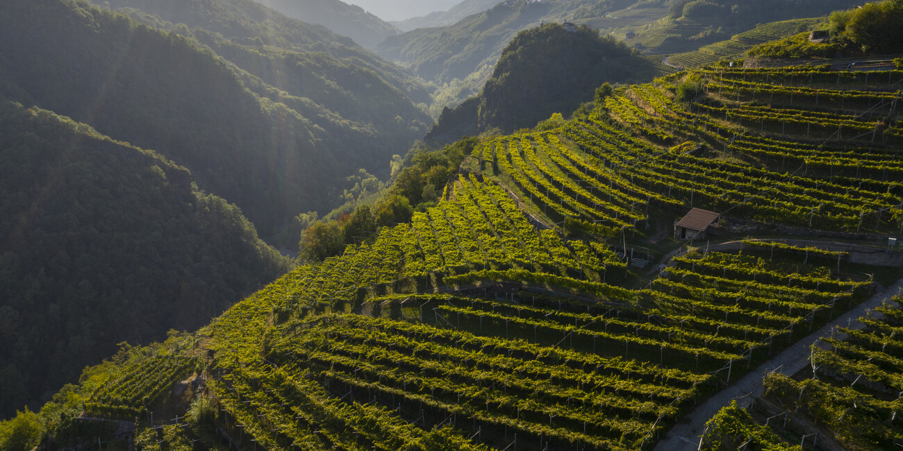 Übernachten im Weinkeller mit Blick auf den Weinberg #4