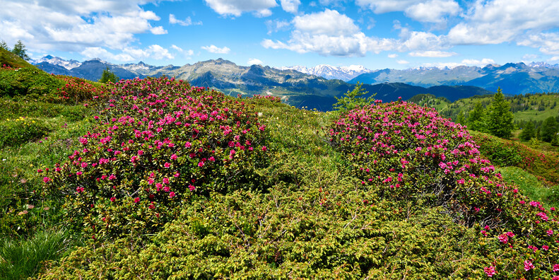 Duizend kleuren in sprookjesachtig Trentino #6
