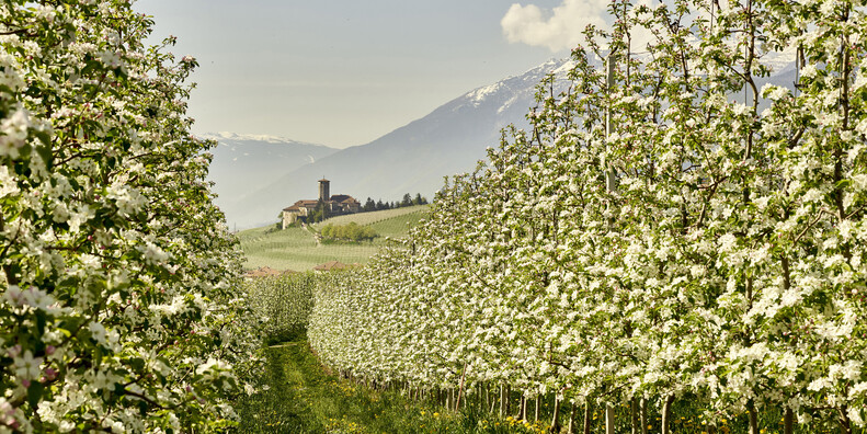 Blütenfest im Trentino So zelebrieren die Trentiner den Frühlingsbeginn  #3
