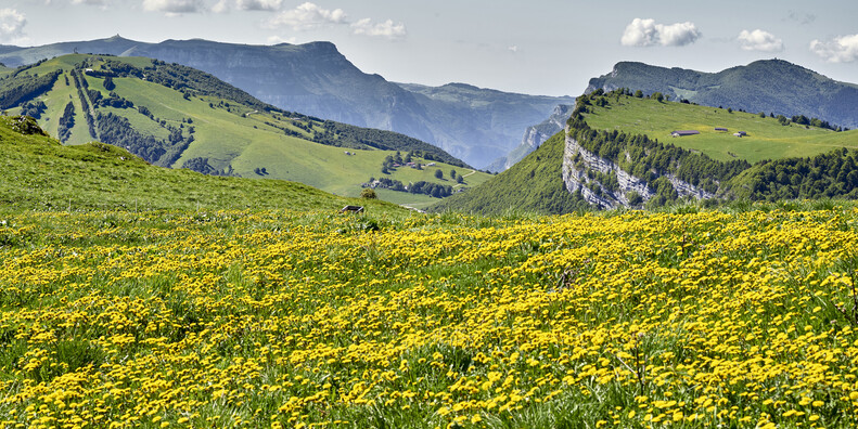 Blütenfest im Trentino So zelebrieren die Trentiner den Frühlingsbeginn  #5