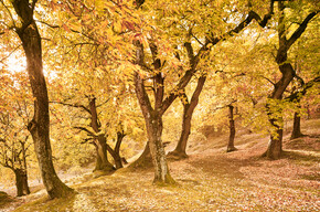 Wenn der Wald in prächtigen Farben leuchtet: Herbstzeit im Trentino 