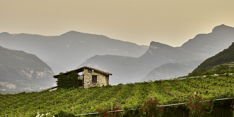 Besondere Straßen und ausgefallene Erlebnisse rund um den Wein Trentinos #5