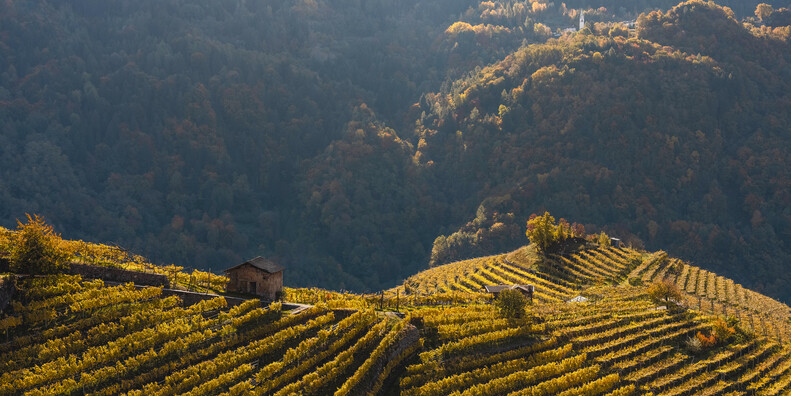 Besondere Straßen und ausgefallene Erlebnisse rund um den Wein Trentinos #3