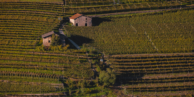 Besondere Straßen und ausgefallene Erlebnisse rund um den Wein Trentinos #2