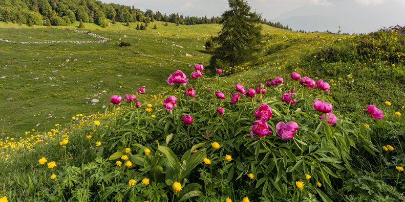 Entewandelingen door de bloemenpracht van Trentino #3