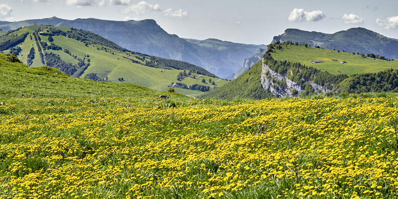 Entewandelingen door de bloemenpracht van Trentino #5