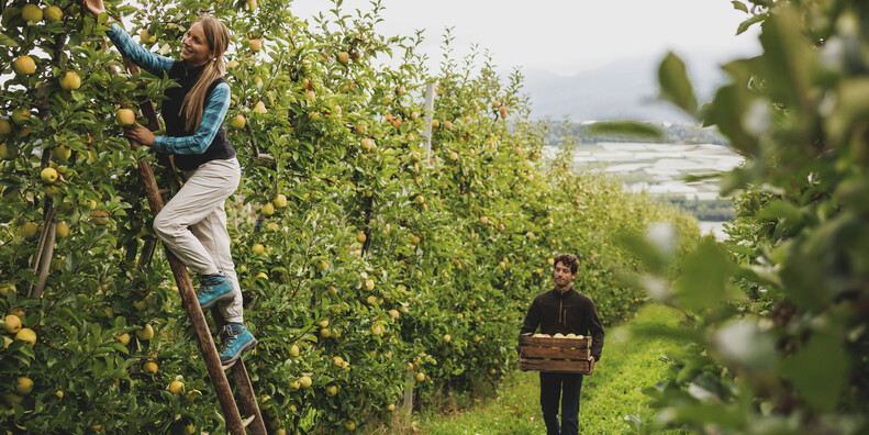 Trentino im Zeichen des Apfels #2
