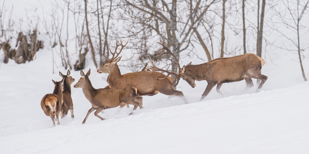 GREAT NORTHERN ADVENTURES IN THE DOLOMITES  #5