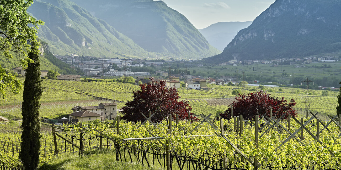 EXPLORE TRENTINO WINERIES AND VINEYARDS ON FOOT OR BY BIKE #2