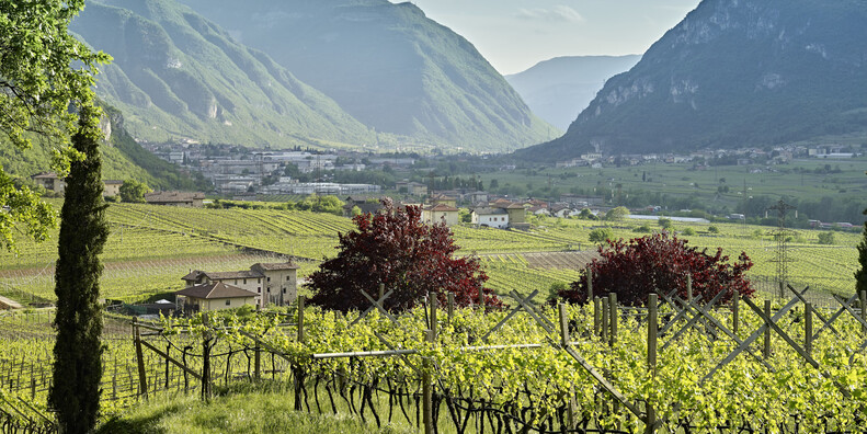 EXPLORE TRENTINO WINERIES AND VINEYARDS ON FOOT OR BY BIKE #2