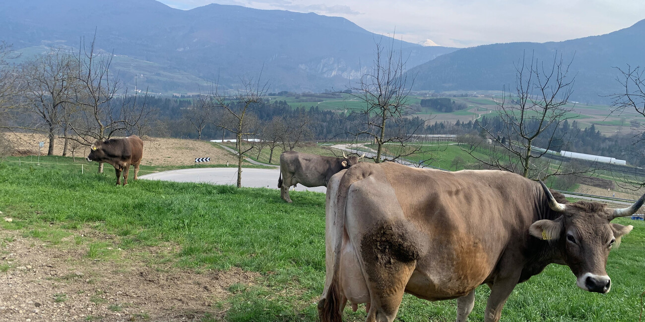 A MELAVERDE PUNTATA SULLA ZOOTECNIA DI MONTAGNA #2