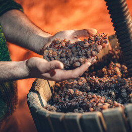 LA PRIMAVERA IRROMPE NEL VIGNETO
