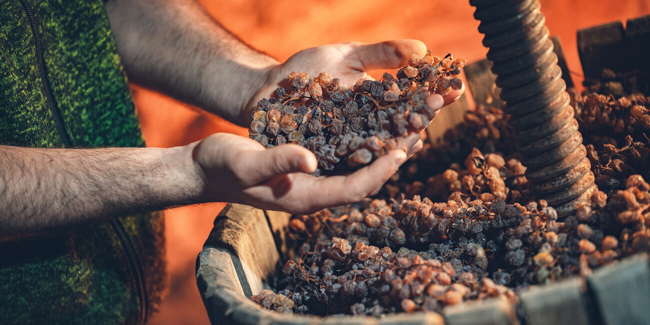 LA PRIMAVERA IRROMPE NEL VIGNETO #1