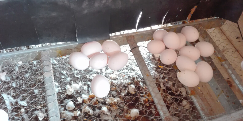 Giovanni Tava and Mattia Cristoforetti #2