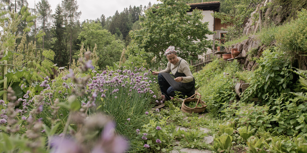 A JOURNEY THROUGH THE MOST SPECTACULAR ALPINE BLOOMS #5