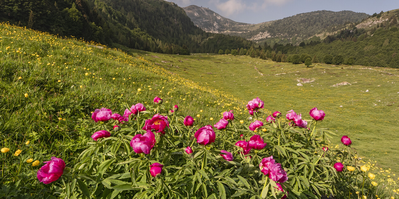 A JOURNEY THROUGH THE MOST SPECTACULAR ALPINE BLOOMS #5