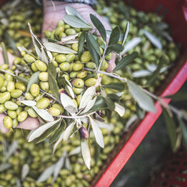 A season to savour Festivals of taste and tradition in Trentino’s villages