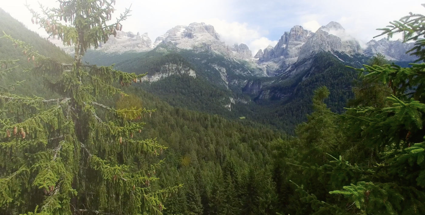 BREATHE IN THE SMELL OF THE FOREST