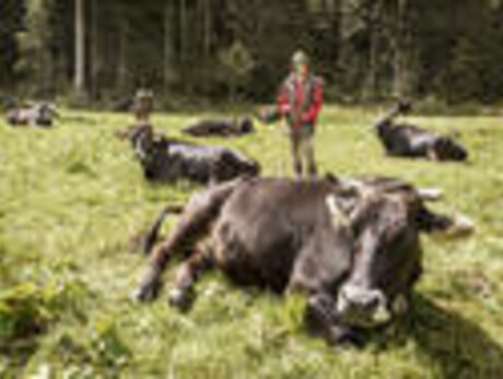  Albe in Malga - Malga Caret